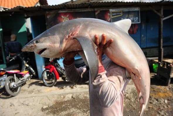 Indonesia se ha convertido en uno de los principales exportadores de carne y aletas de tiburón en el mundo.