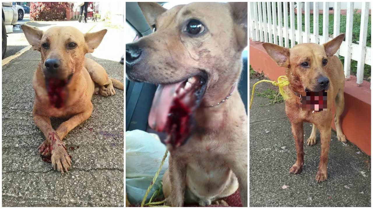 Policía busca criminal que destrozó mandíbula del perro "Bengie"