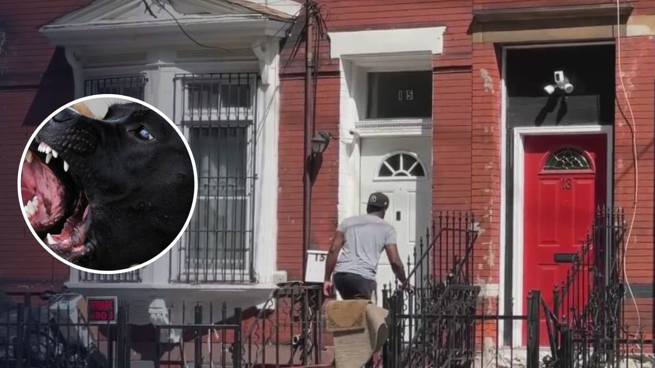 Bebé muere tras ser atacada por un pitbull en Newark; suman 3 ataques similares en un mes
