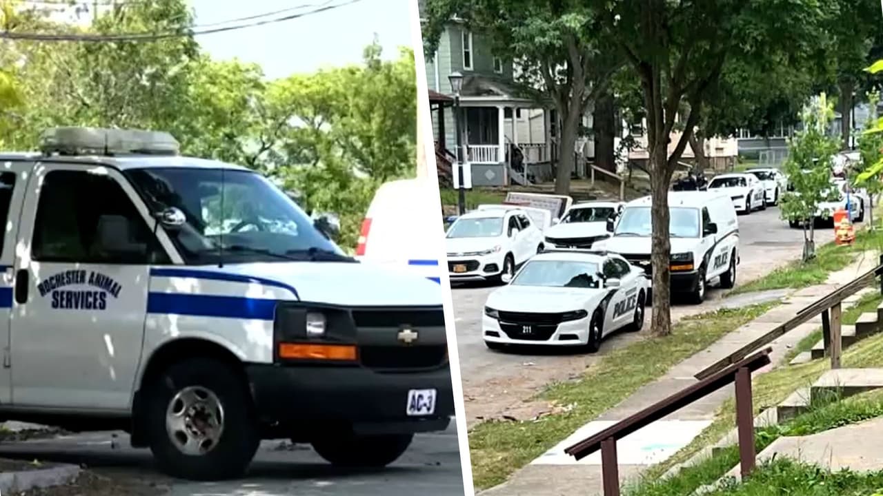 Bebé muere tras ser atacado por perro en vivienda al norte de Nueva York