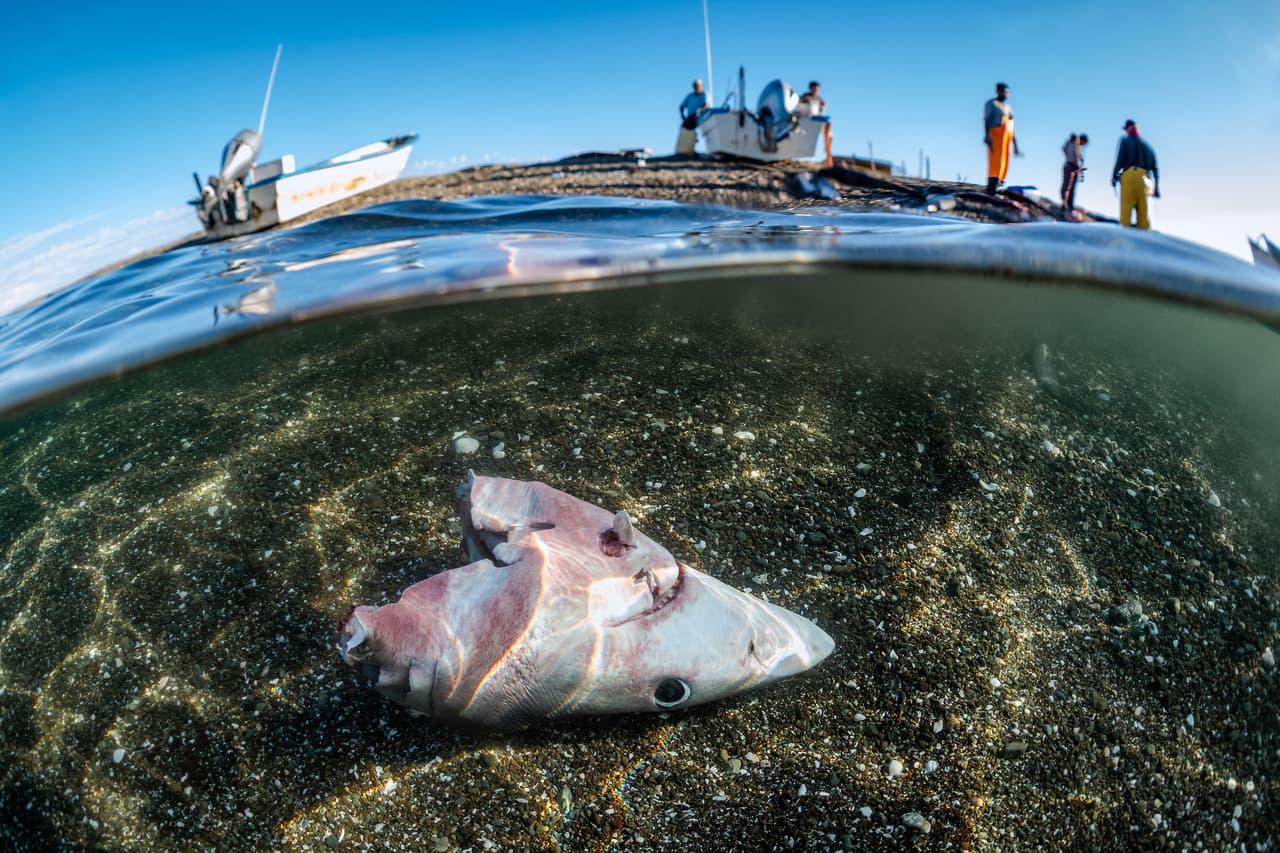 <b>‘Campamento de pescadores’</b>
<br>
<br>Esta fotografía de los restos de un pez junto a dos barcos de pescadores fue finalista en la categoría ‘salvemos nuestros mares’. Fue tomada en la Isla Magdalena, Baja California Sur, México.
<br>