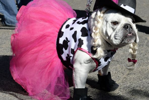 Debes sobretodo cuidar que tu mascota se sienta cómoda, mira como pareciera que esta amiguita fue hecha para este disfraz de vaquerita.