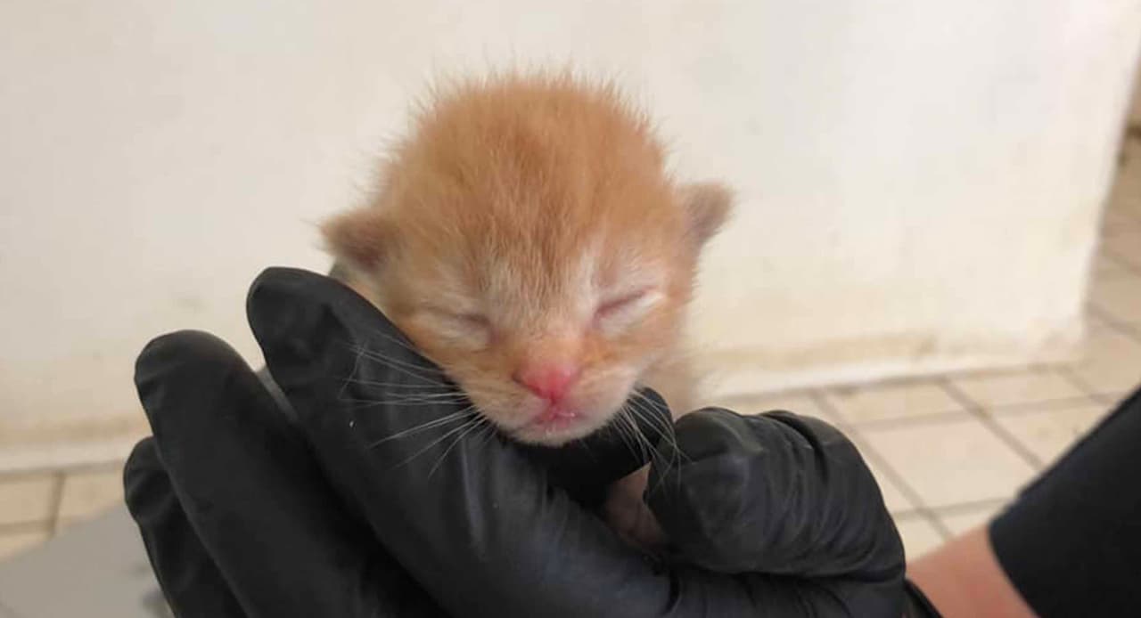 Los oficiales encontraron a uno de los gatos muerto.