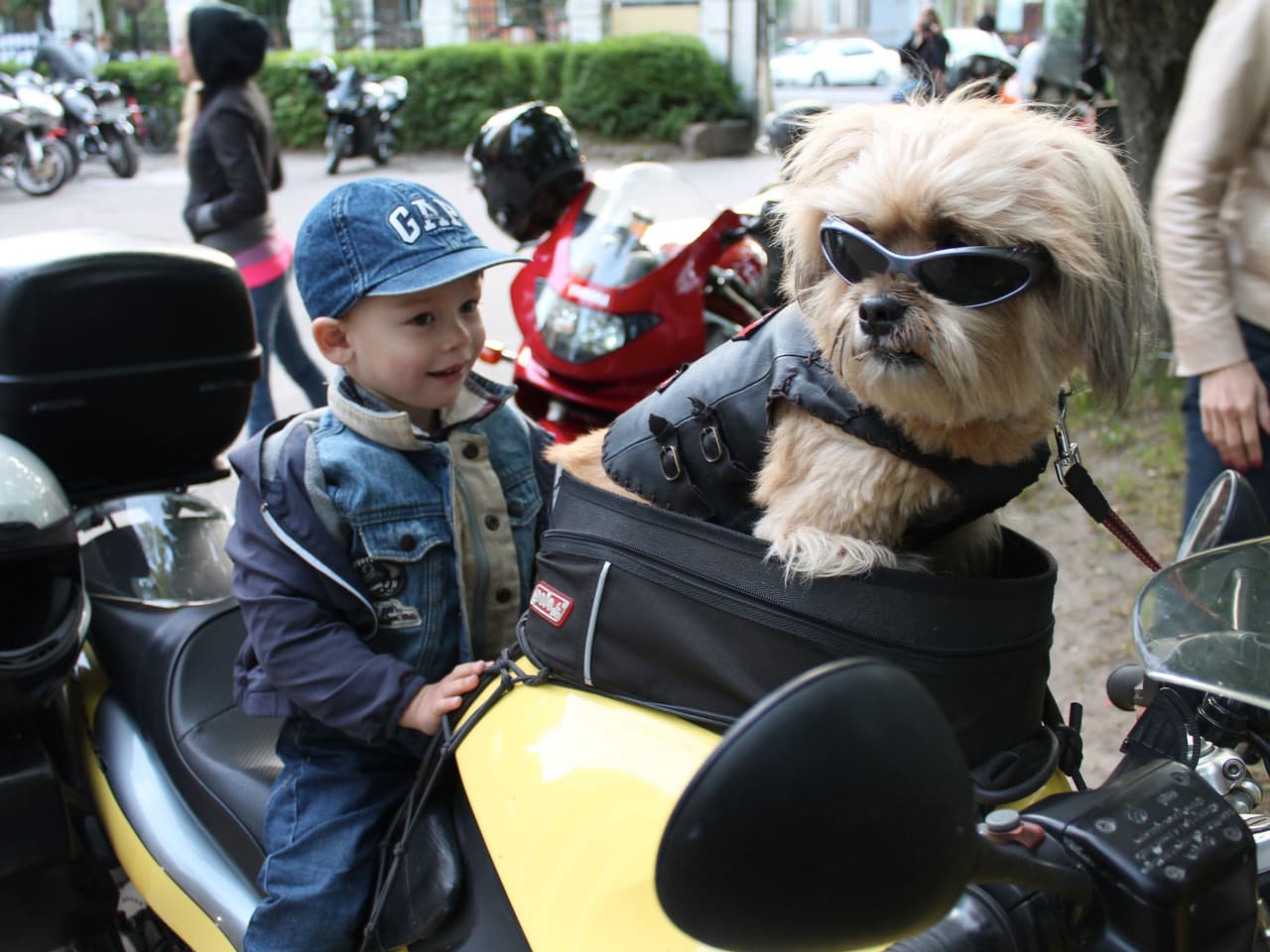 El perrito adora su traje de ‘biker’ y luce orgulloso de llevarlo puesto.