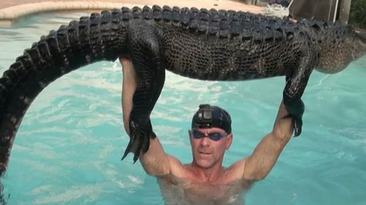 Paul Bedar no parece tenerle ningún miedo a los cocodrilos, se encarga de rescatarlos y llevarlos a su hábitat cuando estos se acercan a los humanos.