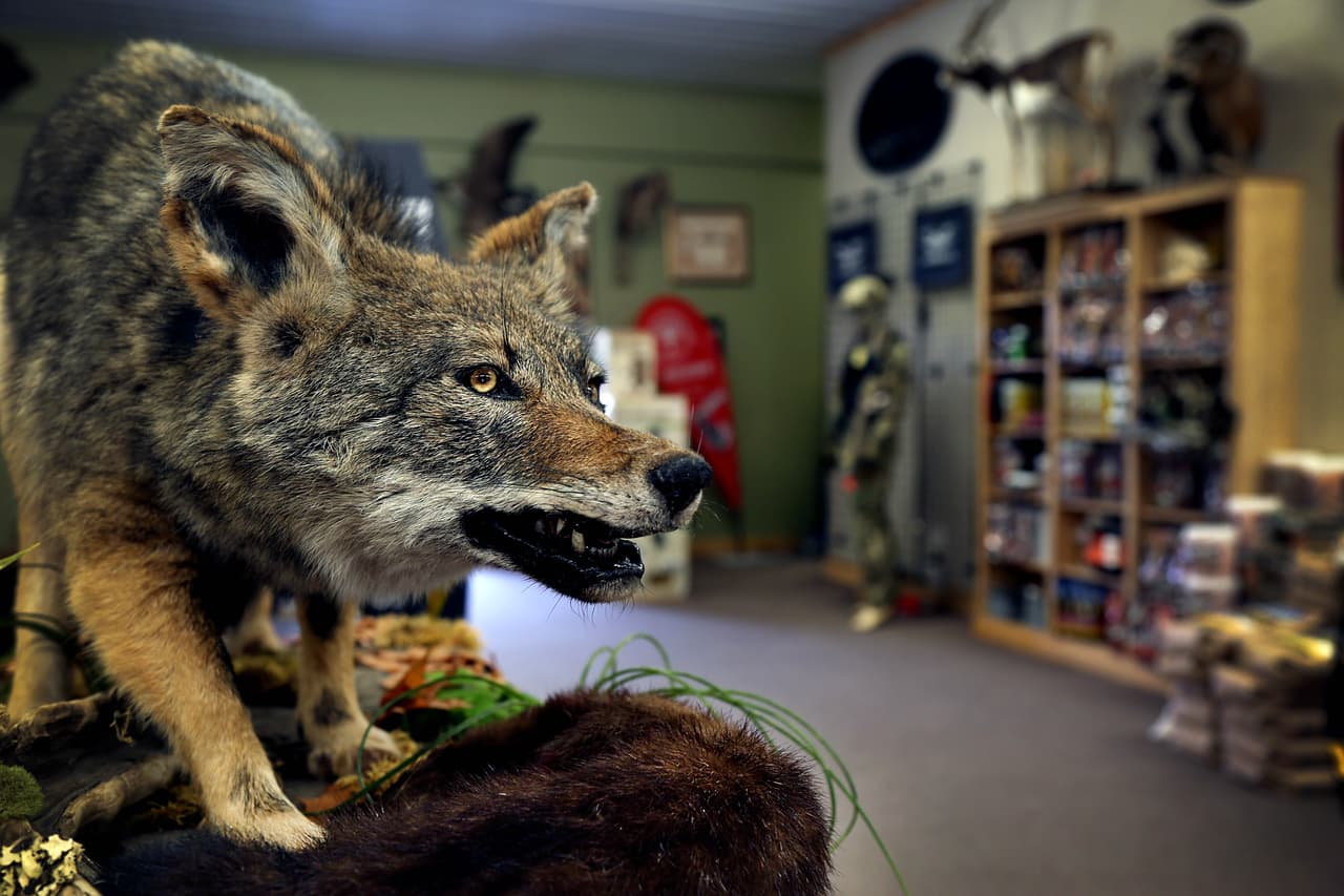 Un lobo disecado adorna la tienda de armas entre los pasillos de las municiones y los arcos de tiro al blanco.