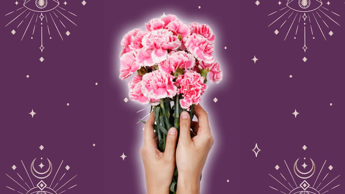 Los claveles son de las flores más famosas del mundo entero, quizás las segundas más populares detrás de las rosas. Existen diversas variedades y colores, como los claveles chinos, los españoles y los turcos.