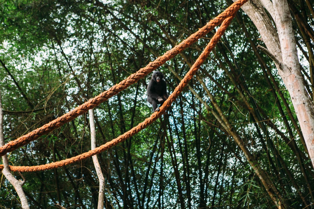 Durante el día, los jóvenes bonobos se ejercitan y juegan en un ambiente de recreo seguro donde aprenden a subir, desarrollar sus habilidades y socializar con otros bebés.