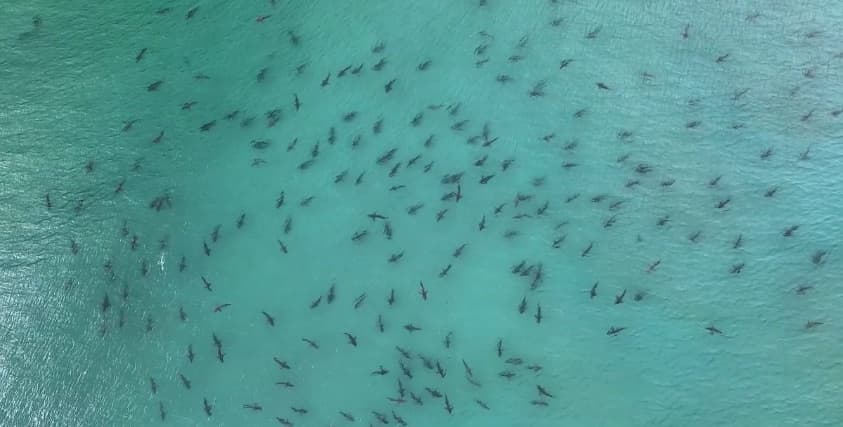 Cientos de tiburones son vistos en una playa del sur de Florida