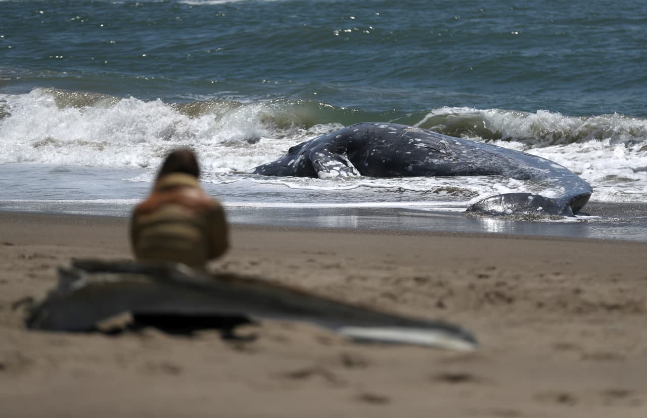Las causas de la muerte de esta ballena gris aún no han sido determinadas. El Centro de Mamíferos Marinos planea realizar una necropsia en los próximos días.