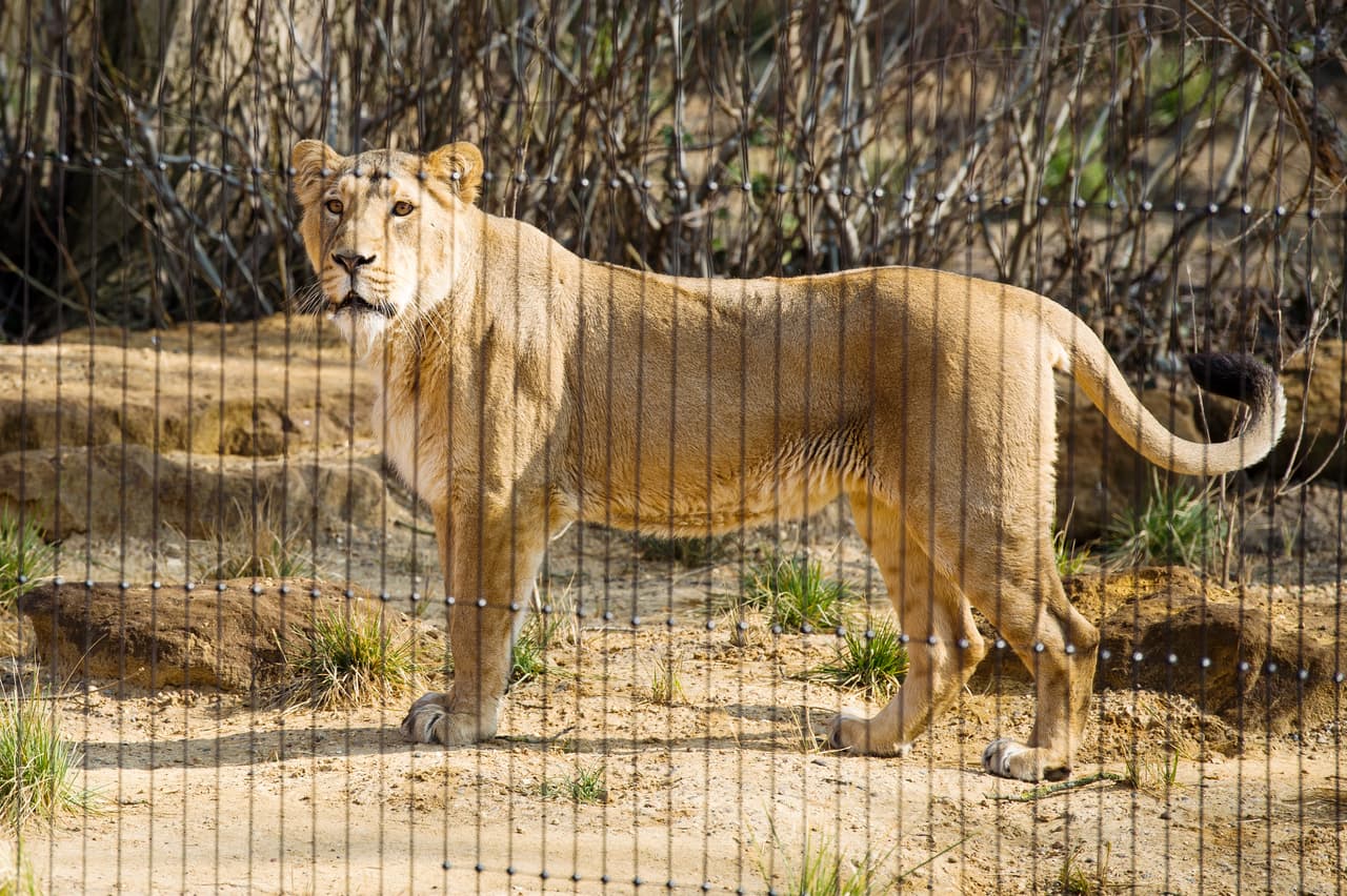 Una de las leonas de la atracción.