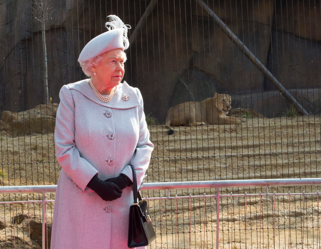 La nueva 'tierra de leones' del zoo se inaugura esta Semana Santa.