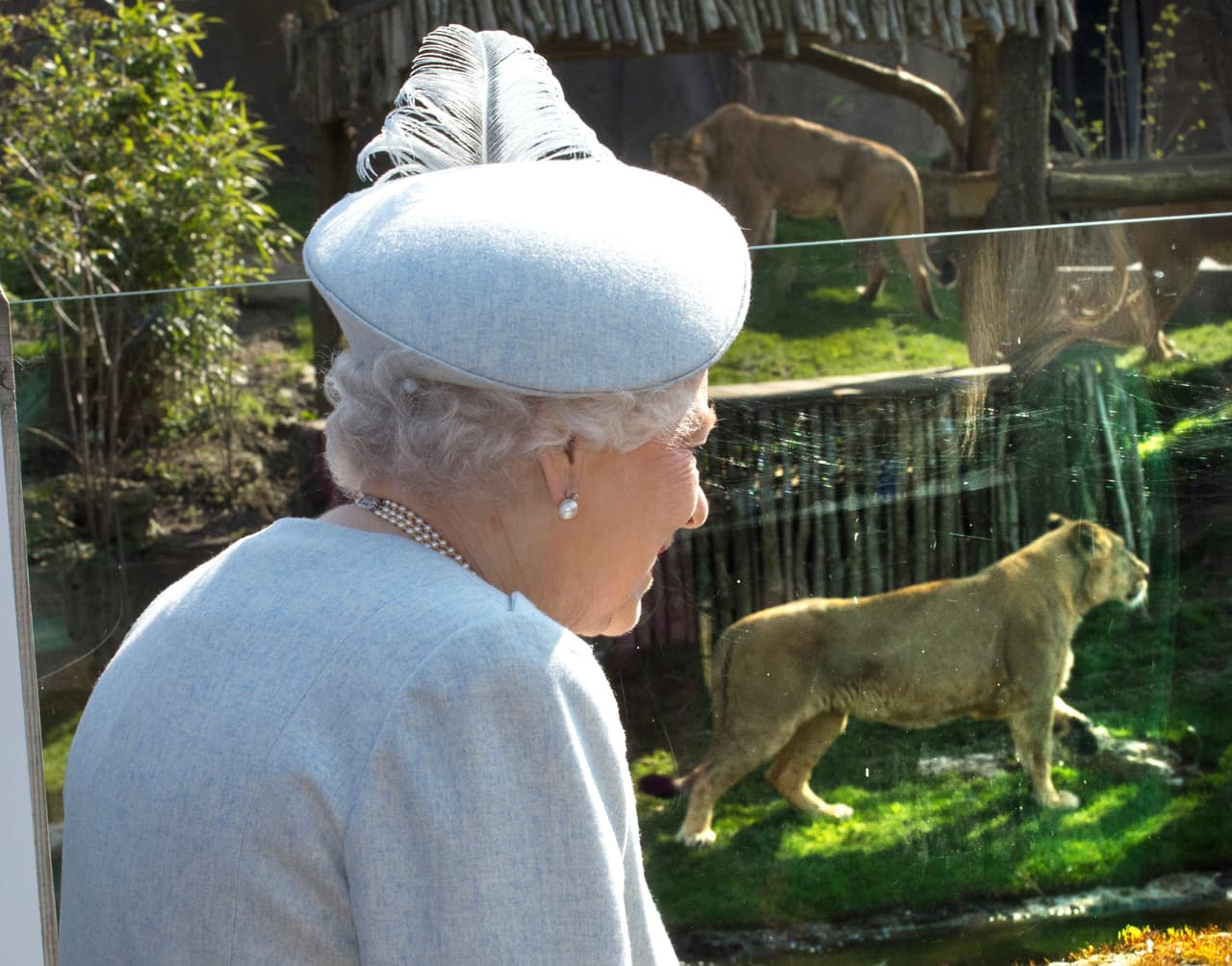 Le presentaron a algunos animalitos.