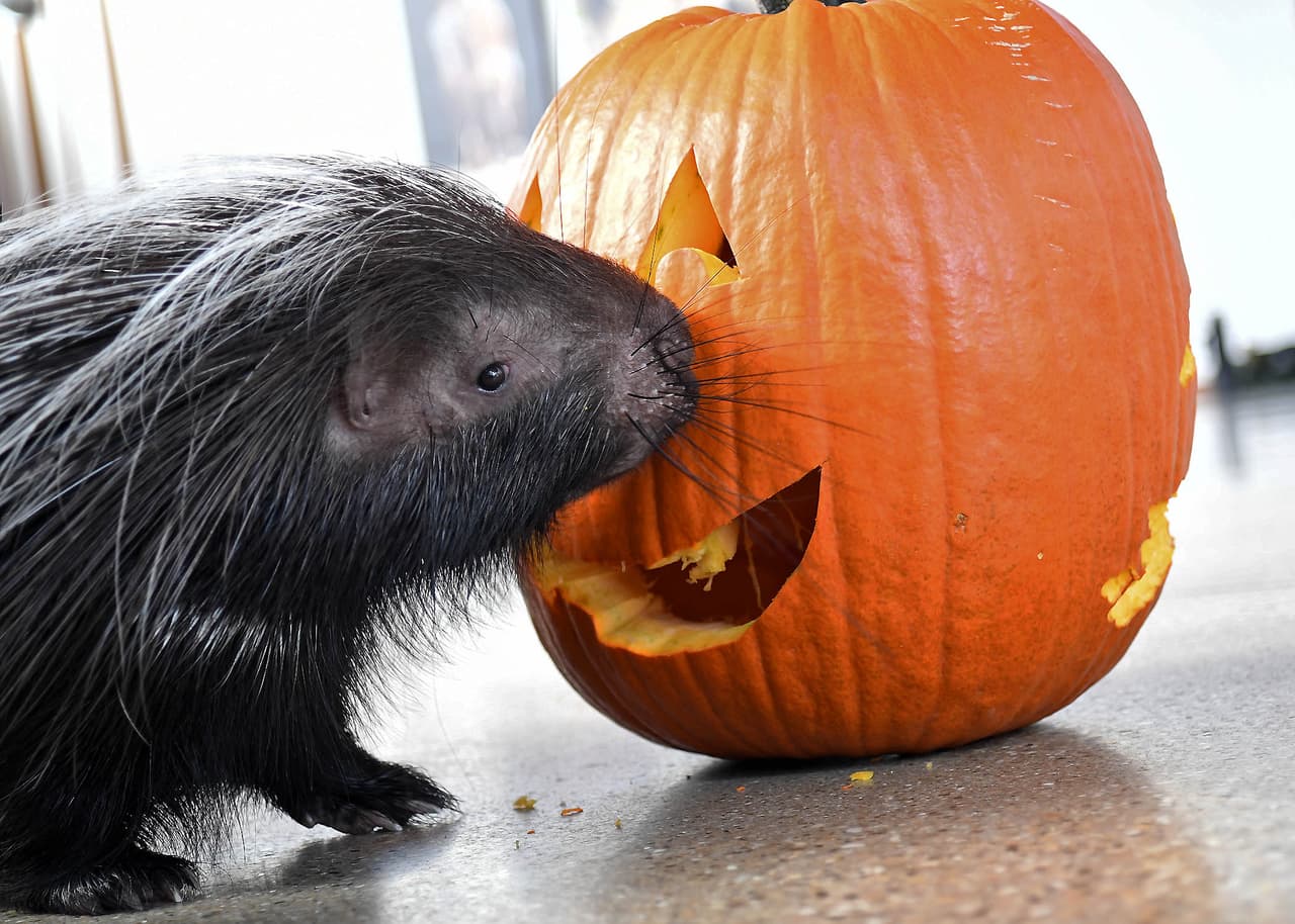 Norman, un puercoespín de capa africana comiendose su regalo de Halloween.