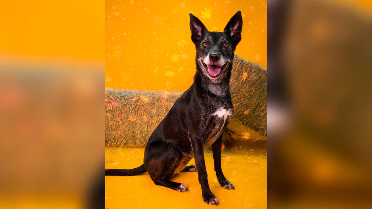 Es muy común que la gente pasa por alto a las mascotas de más edad y se llevan las más jóvenes.