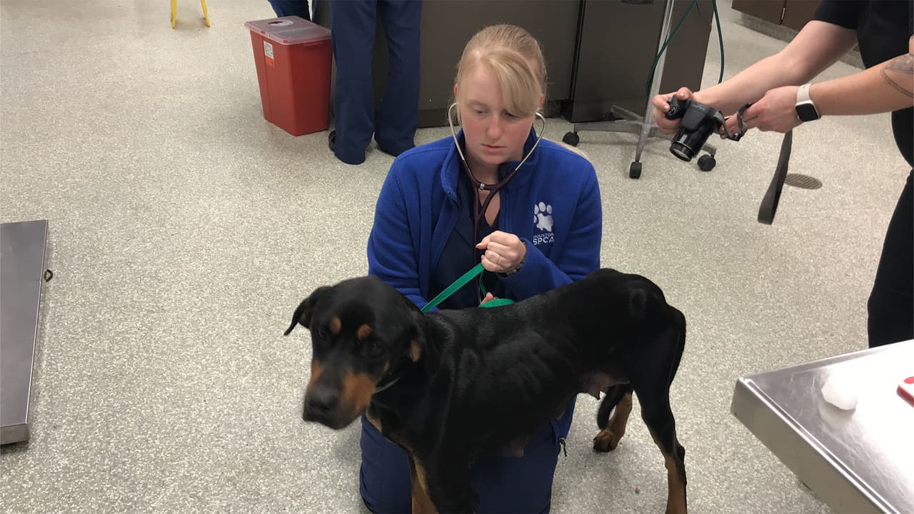 Houston SPCA y el precinto 1 del condado Harris continuarán investigando el caso.