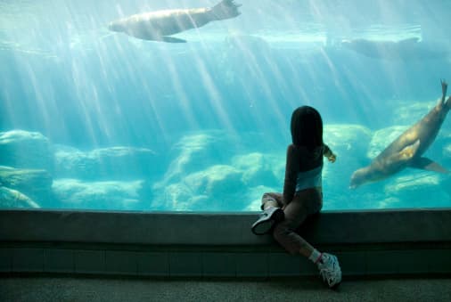 <b>Zoológicos y acuarios |</b> Tampoco aplica a los centros de cuidado infantil y las escuelas públicas y privadas también están exentos de la orden.