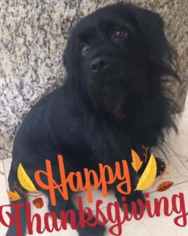 La ex Miss Venezuela, Scarlet Ortiz, compartíó una tierna imagen de su mascota, con la cual felicitaba a sus seguidores.