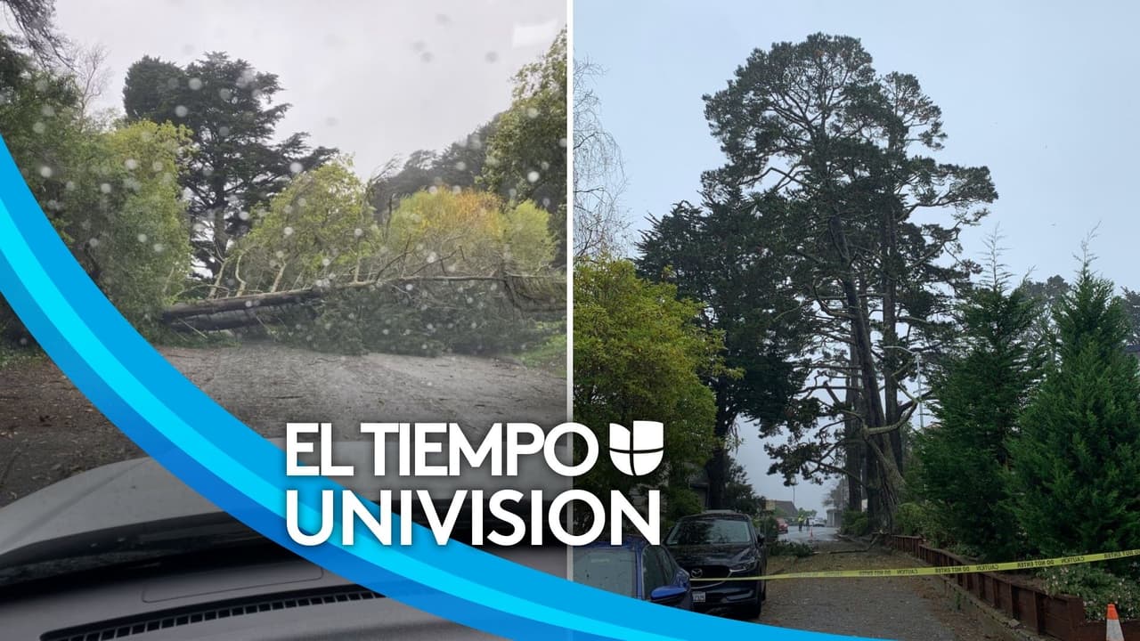 Reportan caídas de árboles debido a lluvias y fuertes vientos en San Francisco