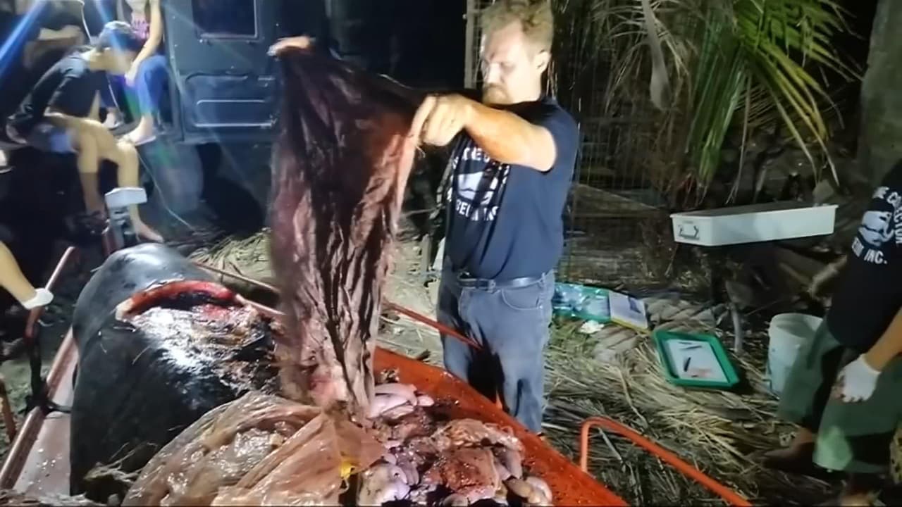Un ballenato muere de hambre porque tenía el estómago lleno... de 40 kilos de plástico