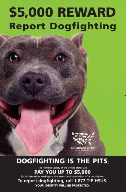 The Human Society ofrece una recompensa de hasta 5,000 dólares para quien reporte a los criadores de perros de pelea.