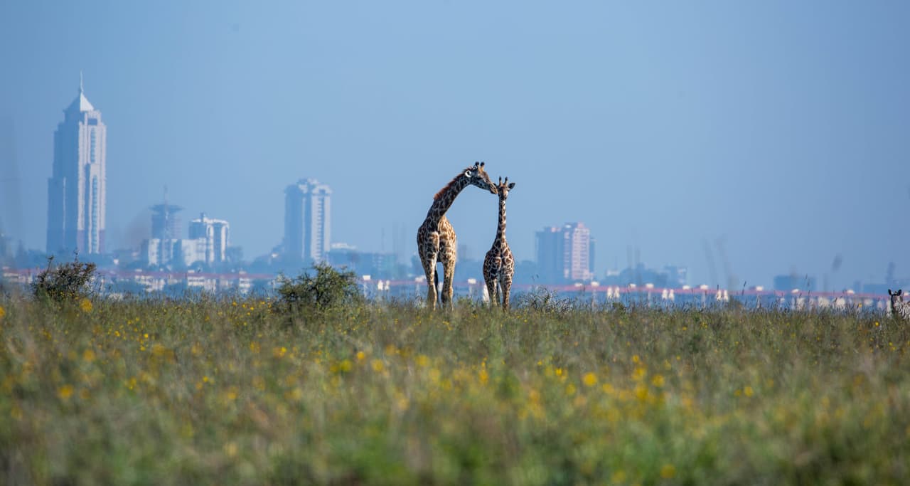 <h2 class="cms-H2-H2">11. Nairobi, Kenia</h2>
<br>
<br>La capital keniana, con 4.3 millones de habitantes, es también conocida como la capital de los safaris de África. De acuerdo con la reseña de Tripadvisor, su centro urbano es seguro, y entre sus atracciones en el Museo de Karen Blixen, el Centro de Jirafas y los rinocerontes negros del Parque Nacional de Nairobi.
