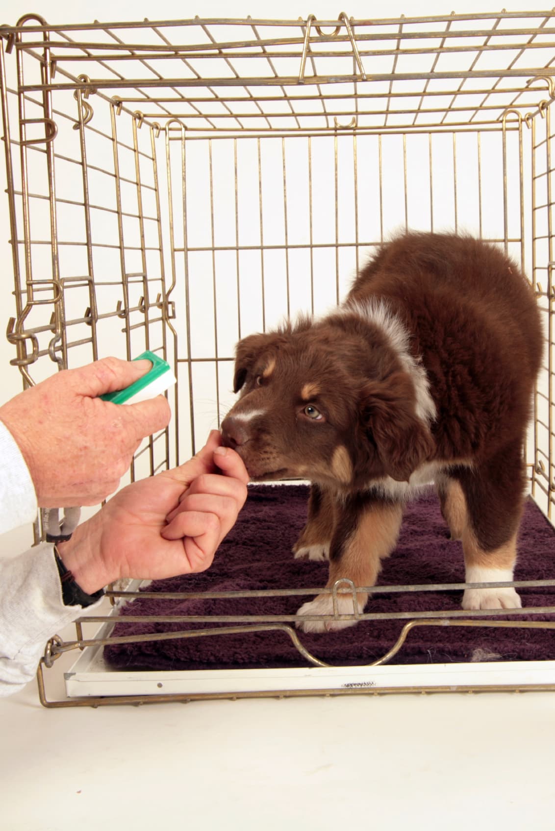 Para mantener a tu mascota interesada, de vez en cuando debes darle una golosina por seguir respondiendo al comando.