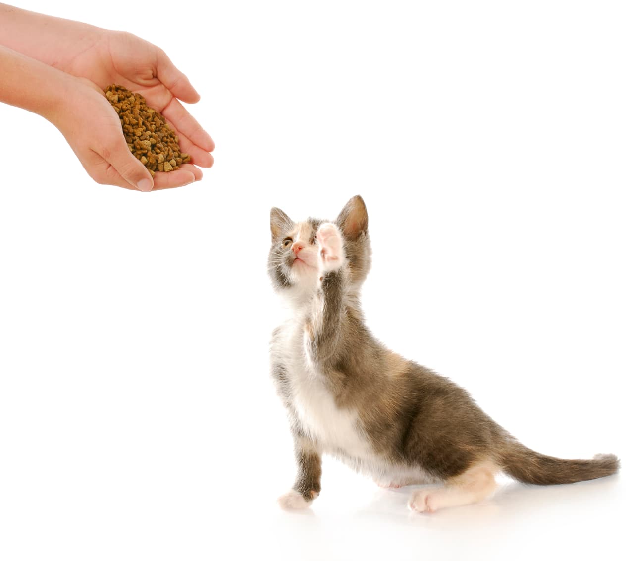 Tu mascota es más inteligente de lo que crees: dale una oportunidad al clicker y comprúebalo.