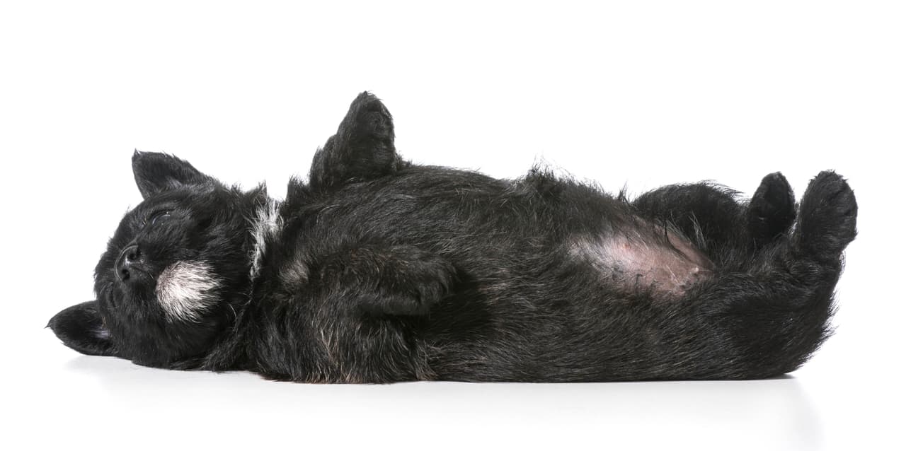 7. Comandos. Cuando el perro haya aprendido a hacer esto, es hora de introducir comandos, como decirle ‘siéntate’ o ‘abajo’. El comando lo dices mientras tu mascota realiza la acción; es entonces cuando presionas el clicker y le das su premio.