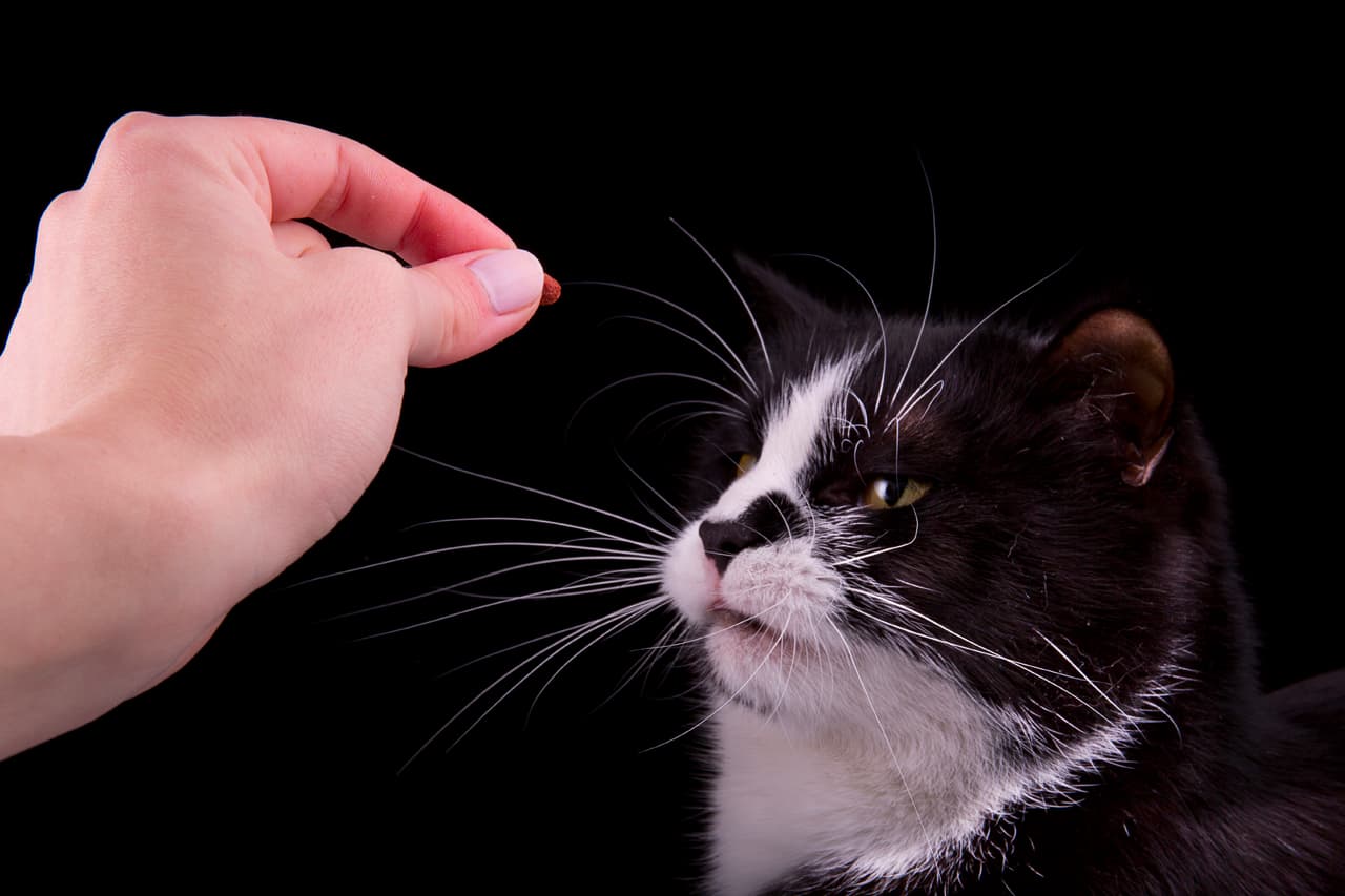 En cuanto lleguen y echen la cola hacia atrás para hacerlo, tú le das la recompensa.