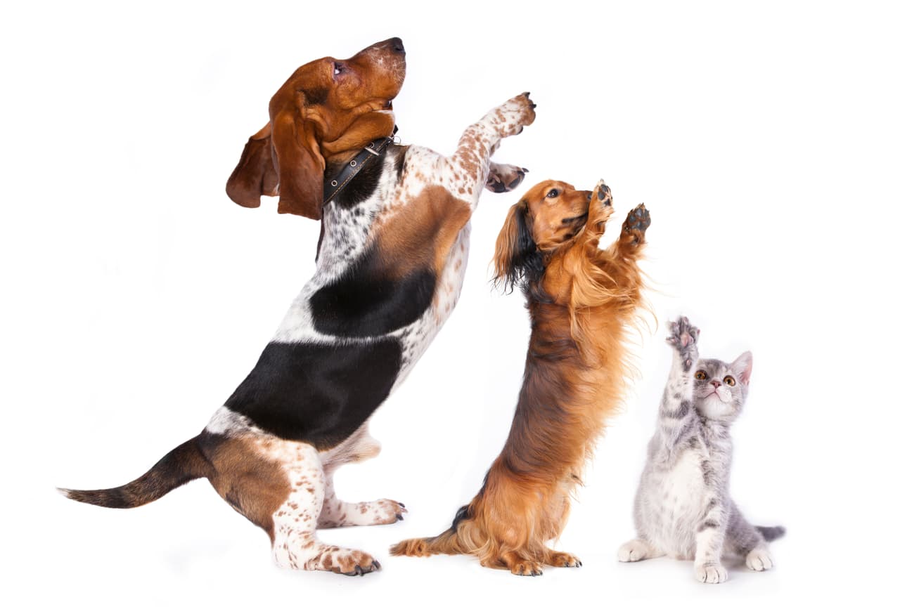 En el instante en que comienza a hacer lo que tú quieres, presionas el clicker y le das su premio.