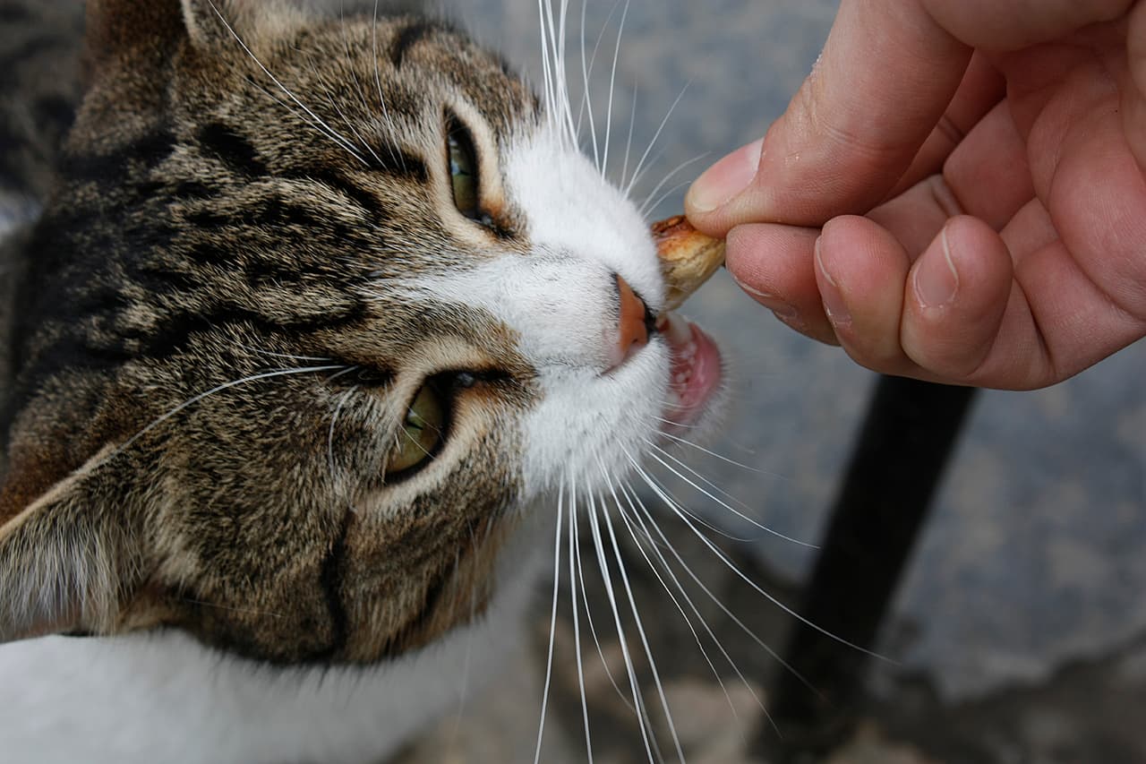 1. Condicionamiento. Tienes que hacer que tu mascota entienda que tras cada ‘click’ habrá una recompensa. Por ejemplo, una golosina.