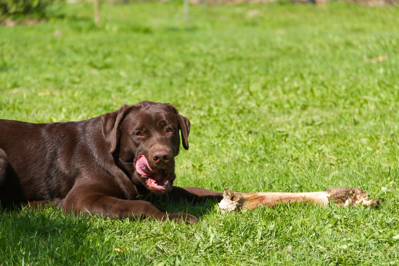 Debes darle algo que le guste mucho para que se esfuerce en conseguirlo. Haz sonar el click de 10 a 15 veces; después de esto, dale su premio. ¡No olvides hacerlo en diferentes lugares de la casa!