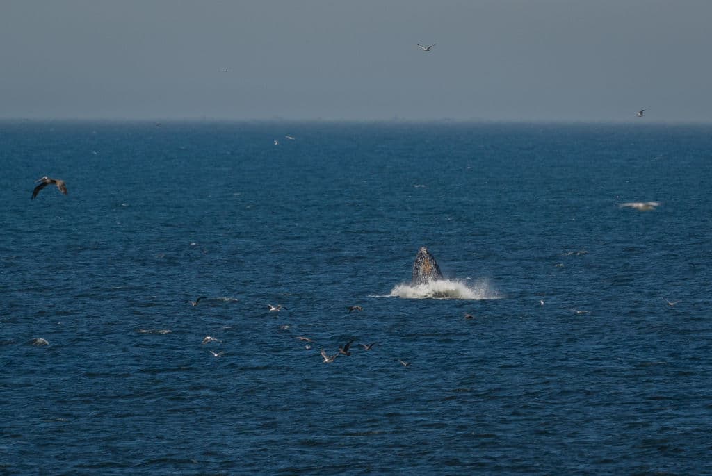 Las ballenas jorobadas 
<b>permanecerán junto a sus crías en aguas de la Bahía de San Francisco</b> hasta noviembre, cuando comienza 
<b>su ruta migratoria</b> al hemisferio sur.