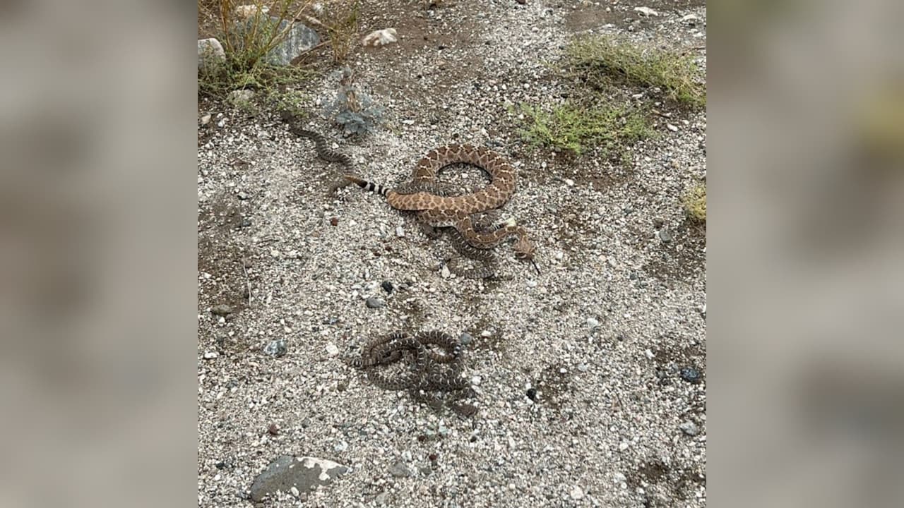Llaman a los bomberos de Buckeye tras encontrar una serpiente en un patio: hallan siete en la misma casa