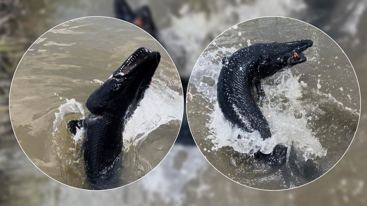 Pescador captura a un pez "aterrador" en un pantano de Texas