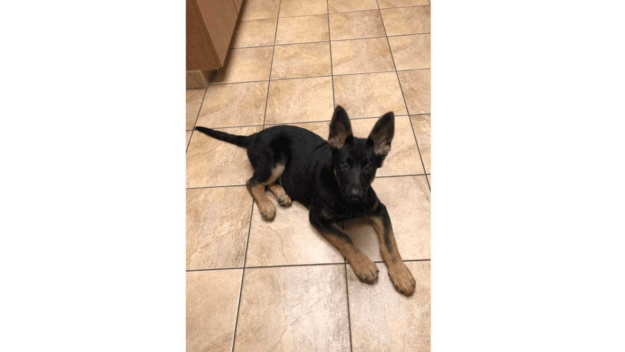 "Nuestro nuevo hijo Leon Rizo".