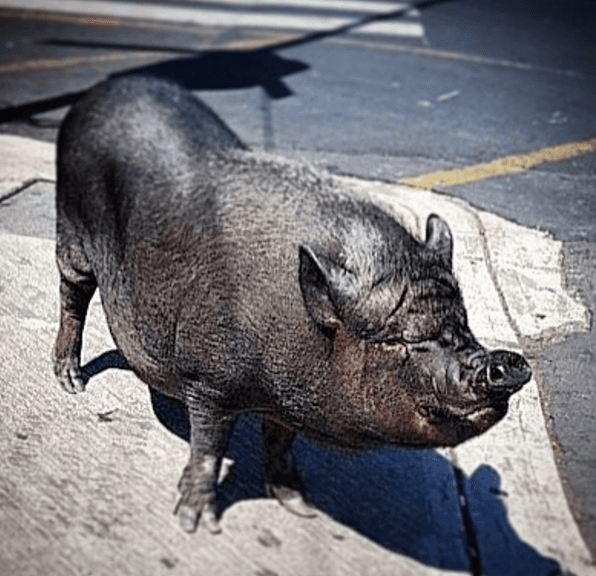 Ella es La Chata, una tierna cerdita vietnamita que se ha hecho viral en las redes sociales.