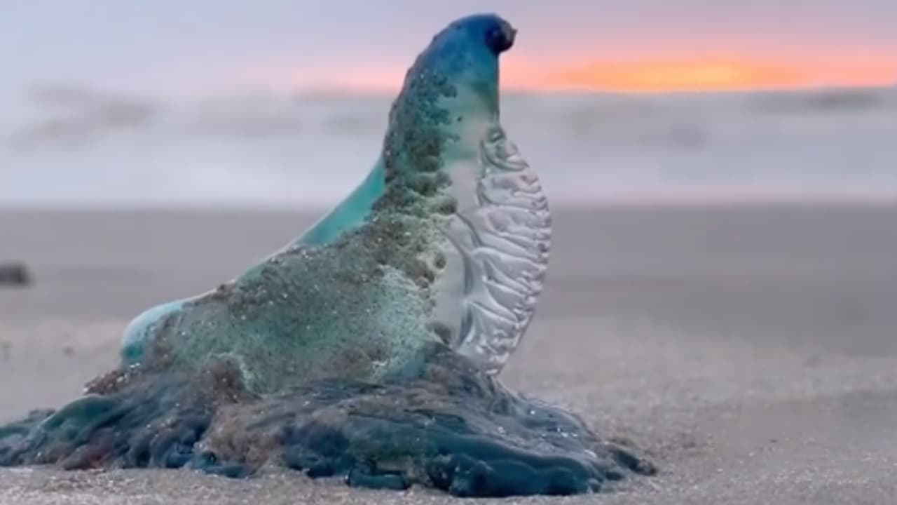 El Departamento de Parques y Vida Silvestre de Texas 
<b><a href="https://www.instagram.com/p/CYW1HMvFU9u/" target="_blank">indica que la medusa</a></b> carabela portuguesa, (Man-O-War) ha sido vista en las 
<b><a href="https://www.univision.com/temas/playa">playas</a></b> de 
<b><a href="https://www.google.com/maps/place/Galveston,+TX/@29.2329856,-95.1535041,10z/data=!3m1!4b1!4m5!3m4!1s0x863f59c8c4059259:0xe58b03c9b9eaecc1!8m2!3d29.3013479!4d-94.7976958" target="_blank">Galveston</a></b>, advierte precaución a los visitantes.