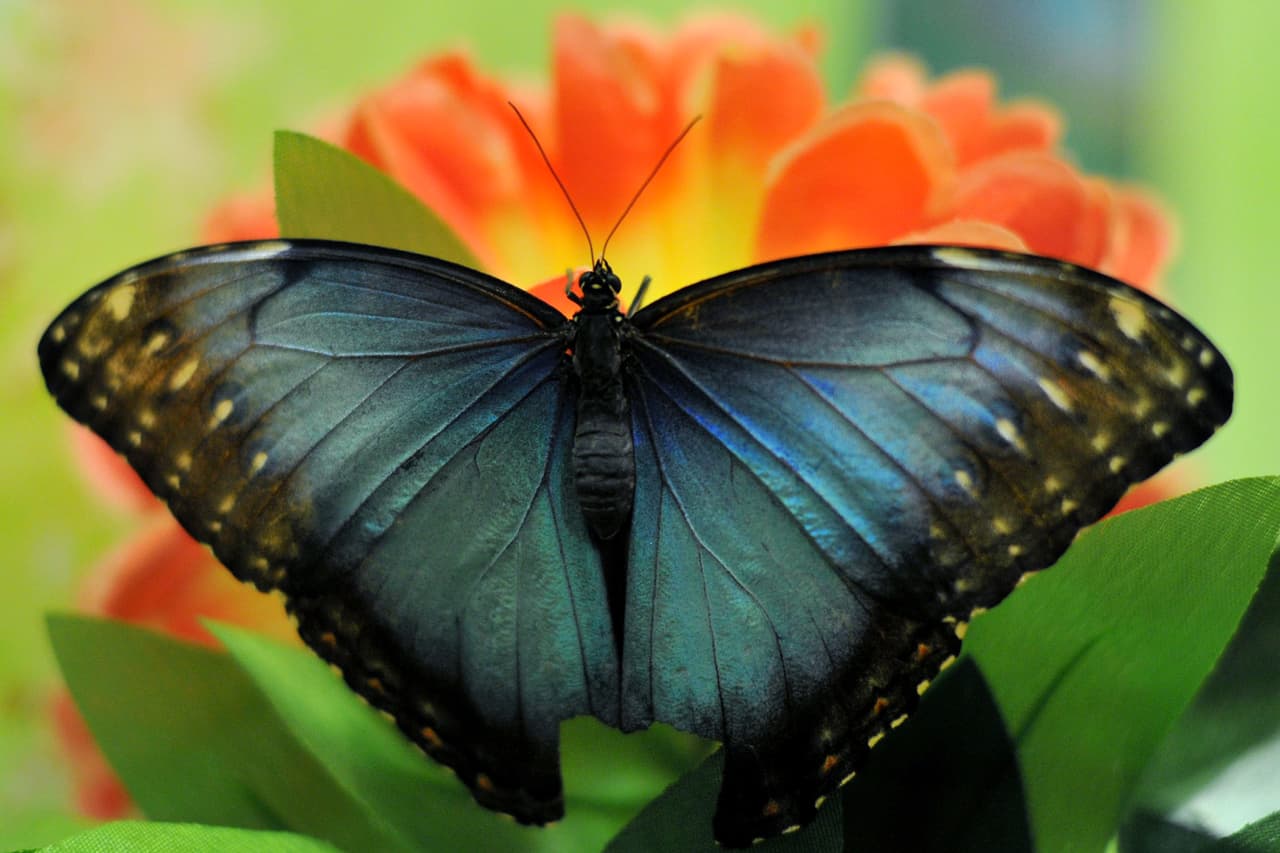 En el conservatorio encontrarás mariposas, palmeras, y cada planta y árbol nativo de Miami.