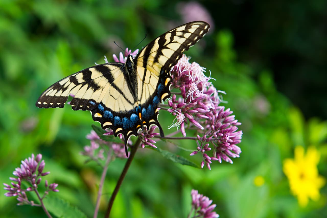 Escápate de la cotidianidad y disfruta en este jardín secreto compartiendo con las mariposas en un ambiente tropical.