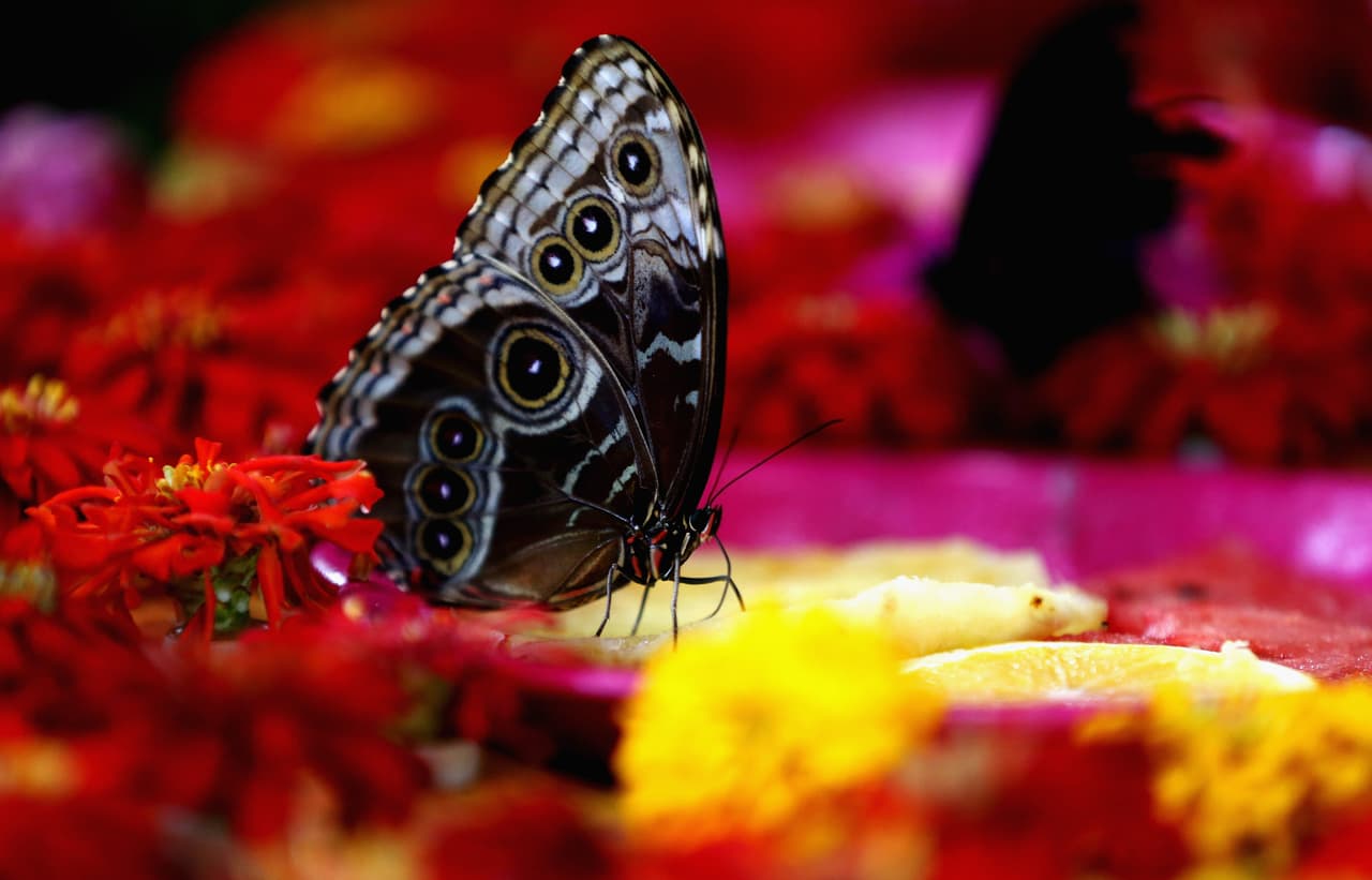 Para más información llama al 305-667-1651 o visita fairchildgarden.org.