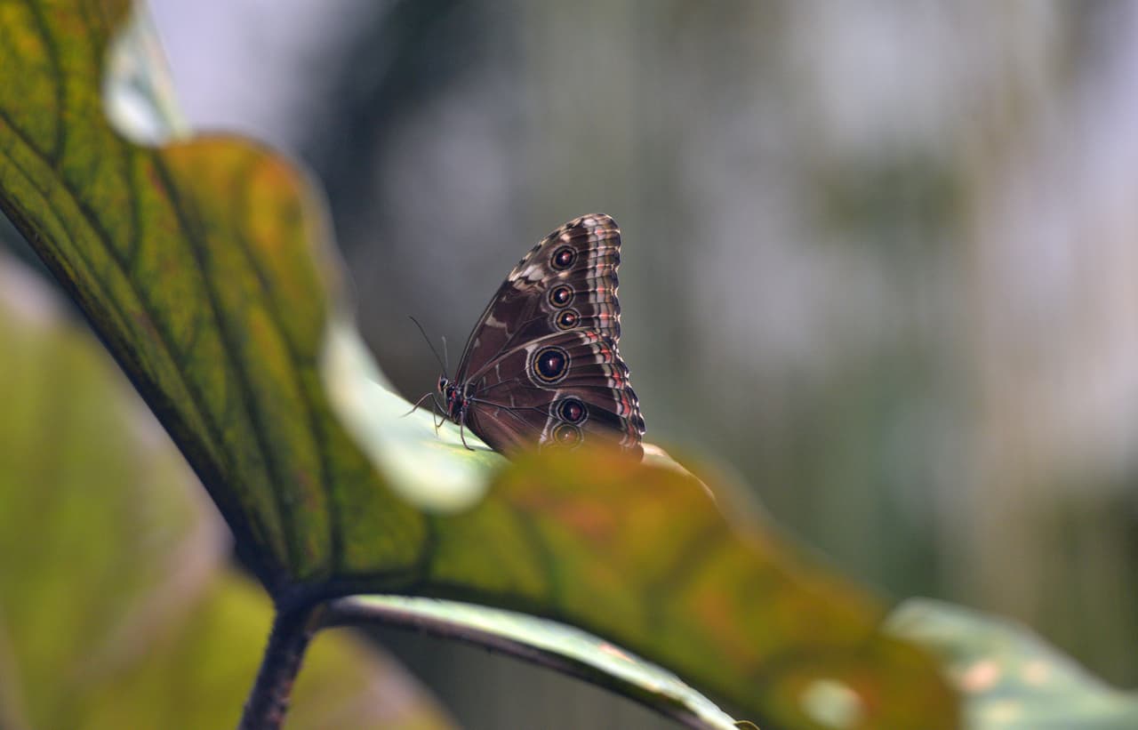 Después de que pasees por los caminos verdes, no olvides pasar por el Glass House Café en donde puedes comerte un postre orgánico.