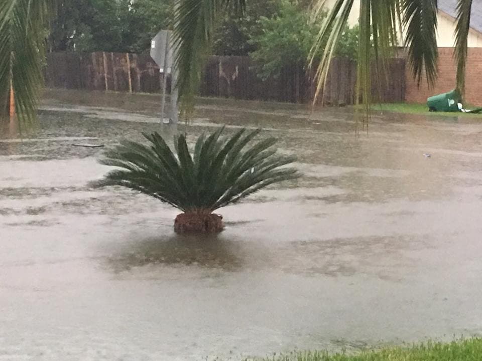 Una palmera con el tronco casi totalmente cubierto por las aguas en las calles de Houston.
