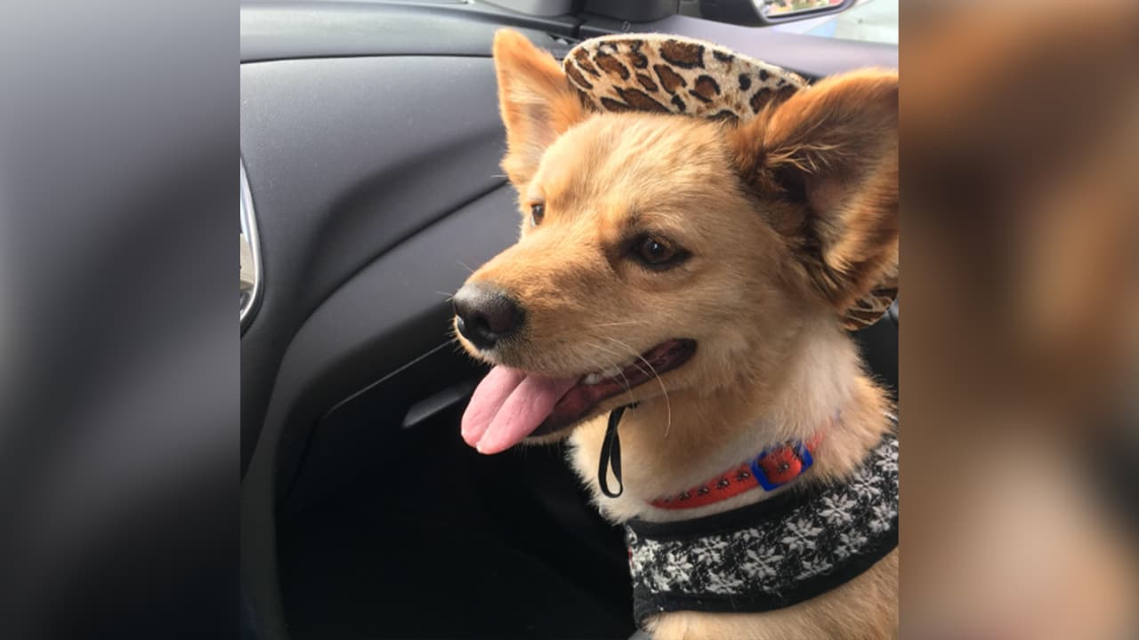 <b>Claudia Guevara</b>: Titi le gusta salir a pasear en carro y usar su sombrero siempre.