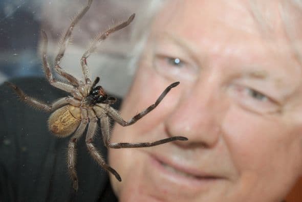 Este tipo de insecto, también es bien conocido por su alto potencial venenoso.