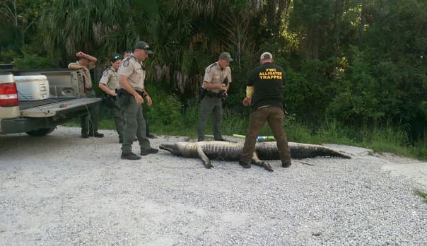 Cocodrilo muerde a mujer mientras nadaba en río de Orlando