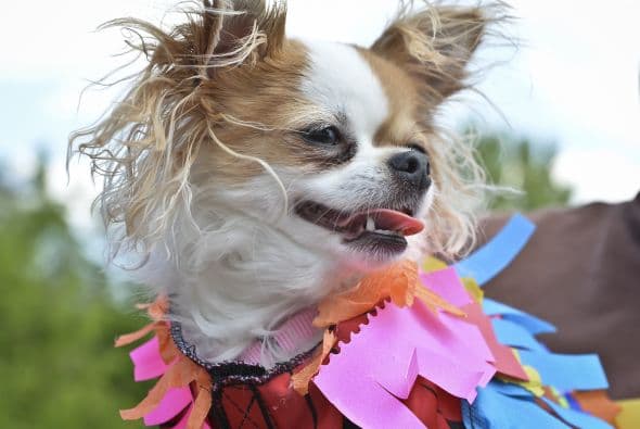 Decenas de perritos se disfrazaron y personificaron en tradicionales vestimentas para festejar el 5 de Mayo.