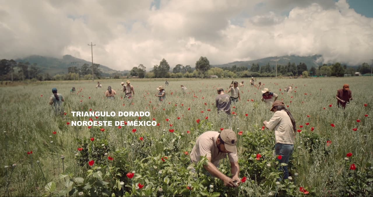 El ‘Triángulo Dorado’ es una zona montañosa de difícil acceso que aprovechan los narcotraficantes para sembrar, cosechar y procesar marihuana y amapola, materia prima fundamental para la producción de heroína (una droga que da mejores ganancias).