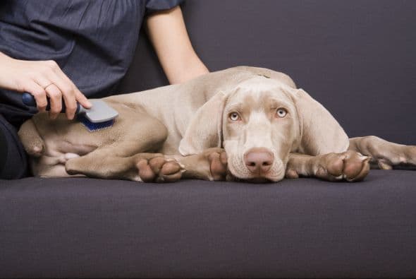 Tu veterinario podrá recomendarte el cepillo adecuado para tu pequeño amiguito.